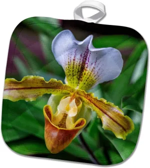 8x8 Potholder - Venus Slipper Orchid Flower