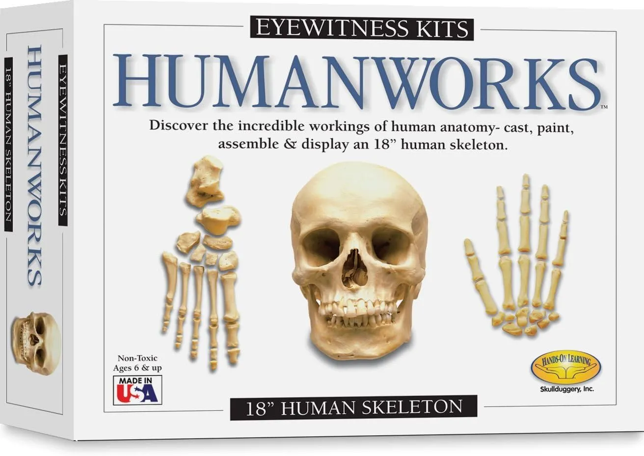 Eyewitness Kits Perfect Cast Humanworks 18" Human Skeleton Cast, Paint, Display and Learn Craft Kit