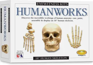 Eyewitness Kits Perfect Cast Humanworks 18" Human Skeleton Cast, Paint, Display and Learn Craft Kit
