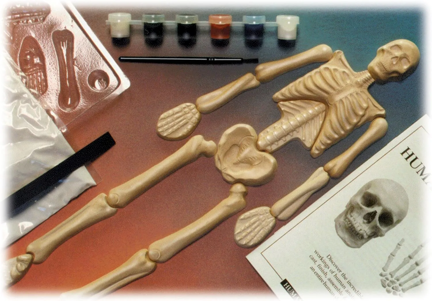 Eyewitness Kits Perfect Cast Humanworks 18" Human Skeleton Cast, Paint, Display and Learn Craft Kit